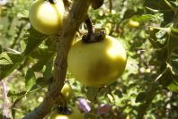 2004-04-10-063-Solanum-sodomeum