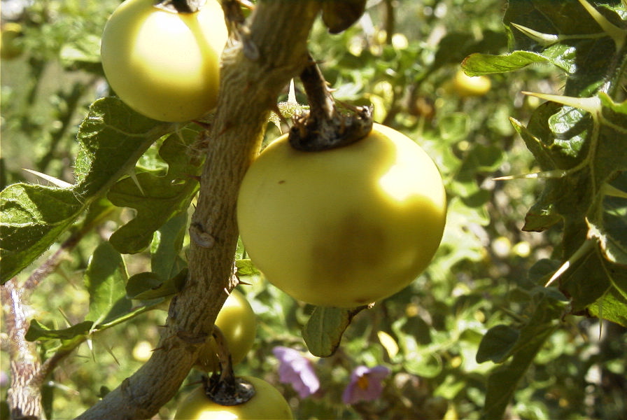 2004-04-10-063-Solanum-sodomeum