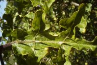 2004-04-10-064-Solanum-sodomeum