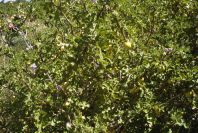 2004-04-10-065-Solanum-sodomeum