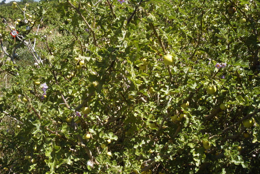 2004-04-10-065-Solanum-sodomeum