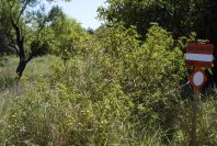 2004-04-10-066-Solanum-sodomeum