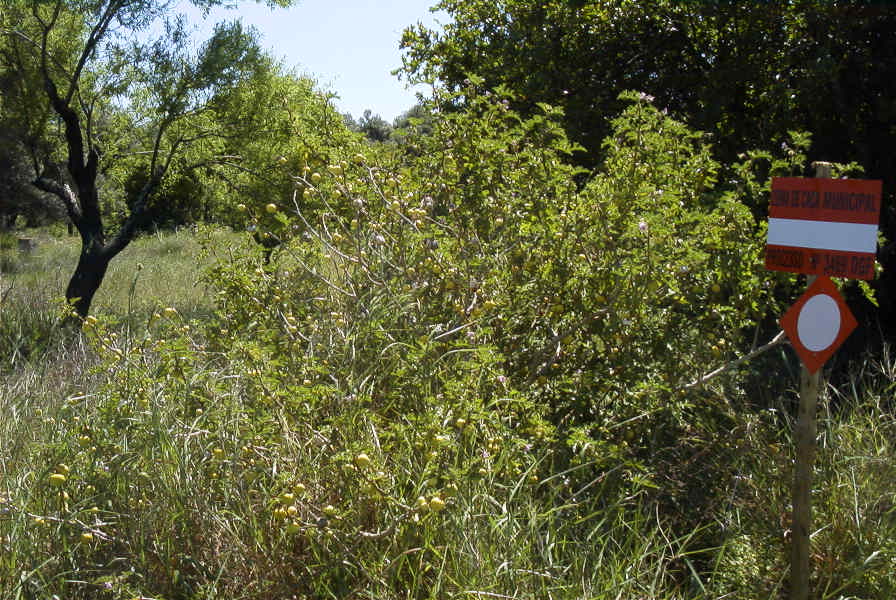 2004-04-10-066-Solanum-sodomeum