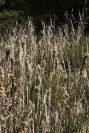 2004-04-10-067-Not-bullrushes