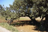 2004-04-10-069-Carob-tree-holding-itself-up