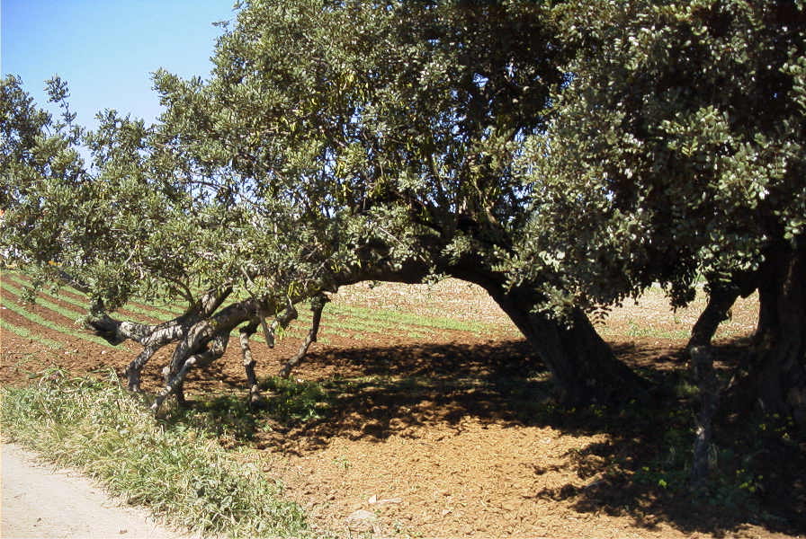 2004-04-10-069-Carob-tree-holding-itself-up