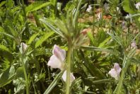 2004-04-10-070-Antirrhinum