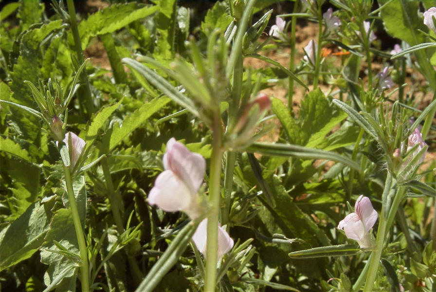 2004-04-10-070-Antirrhinum
