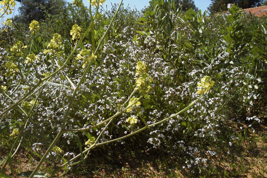 2004-04-10-071-Cabbage-yellow-and-white