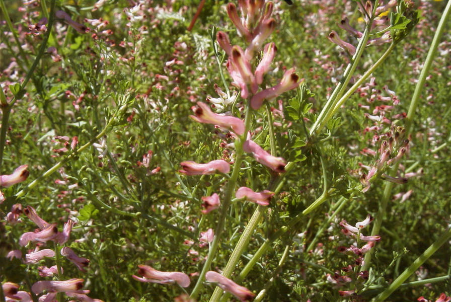 2004-04-10-072-Fumitory