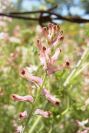 2004-04-10-073-Fumitory
