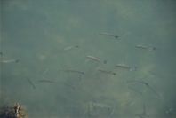 2004-04-11-001-Fish-at-Tavira