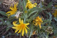 2004-04-11-006-Thistle-yellow-daisy
