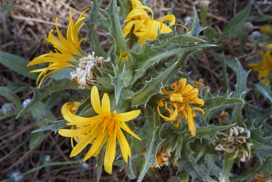 2004-04-11-006-Thistle-yellow-daisy