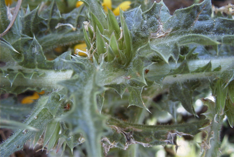 2004-04-11-007-Thistle-yellow-daisy