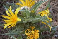 2004-04-11-008-Thistle-yellow-daisy