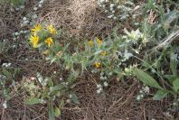 2004-04-11-009-Thistle-yellow-daisy