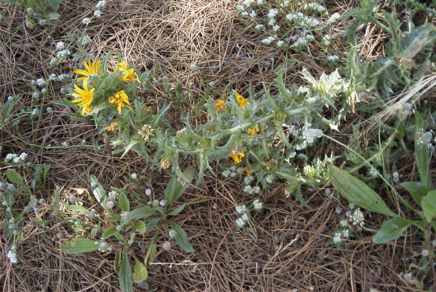 2004-04-11-009-Thistle-yellow-daisy