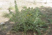 2004-04-11-010-Thistle-yellow-daisy