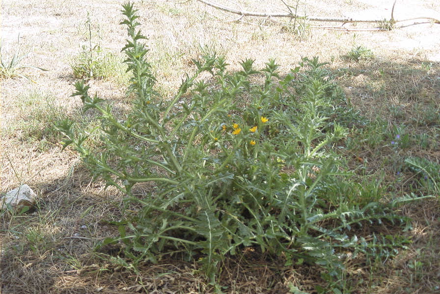 2004-04-11-010-Thistle-yellow-daisy