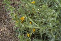 2004-04-11-011-Thistle-yellow-daisy