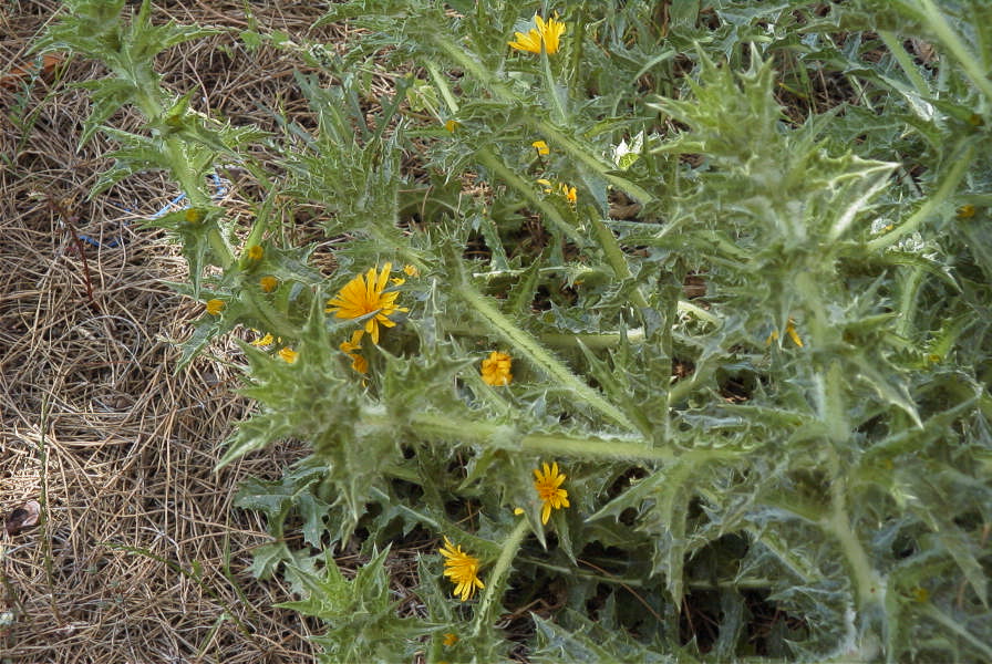2004-04-11-011-Thistle-yellow-daisy