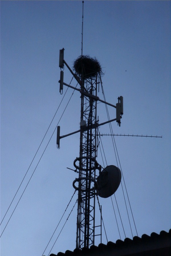 2004-04-11-015-Storks-nest