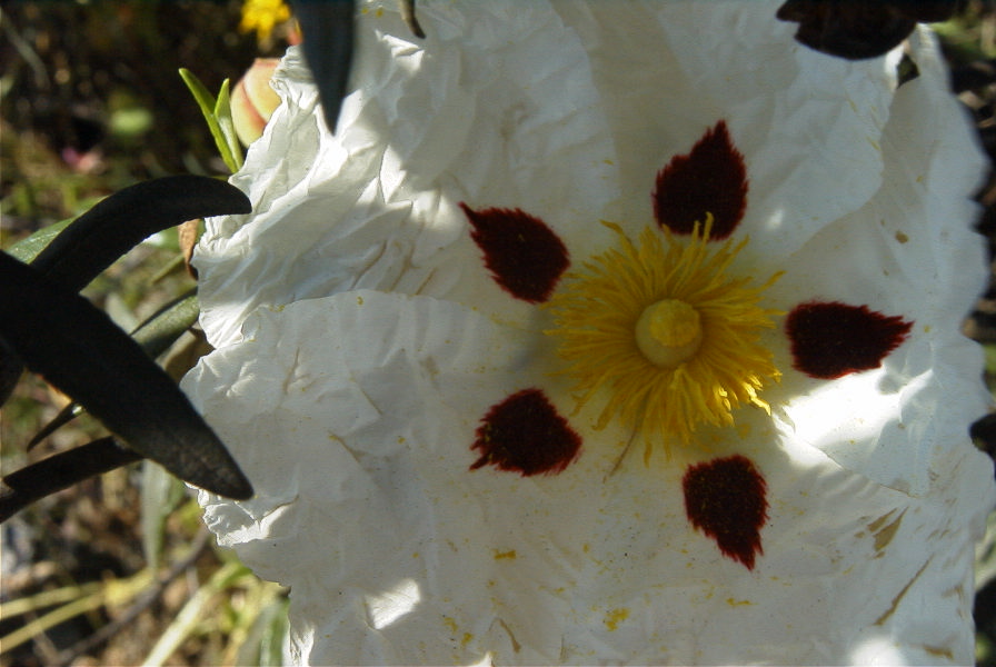 2004-04-12-008-Cistus