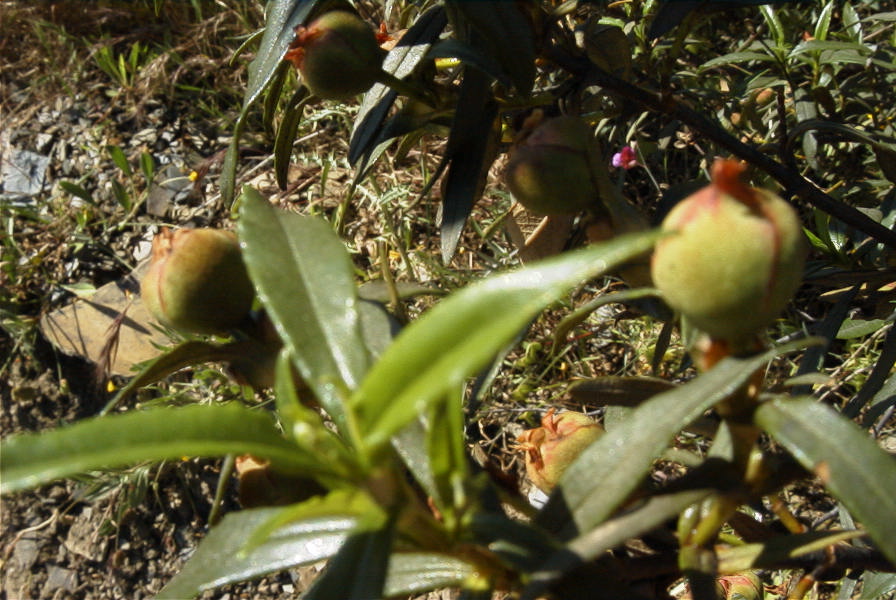 2004-04-12-013-Cistus
