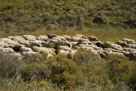 2004-04-12-023-Sheep