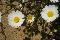2004-04-14-002-Dasies-white