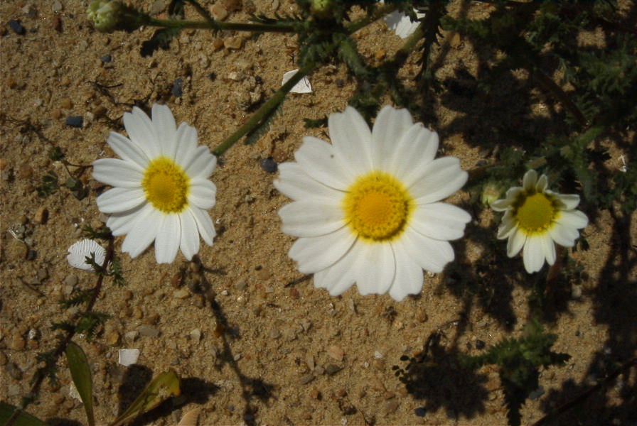 2004-04-14-003-Dasies-white