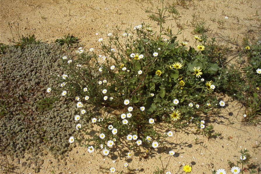 2004-04-14-004-Dasies-white