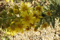 2004-04-14-006-Dasies-yellow