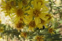 2004-04-14-007-Dasies-yellow