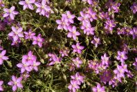 2004-04-14-015-Unknown