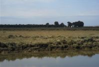 2004-04-14-044-Salt-marshes