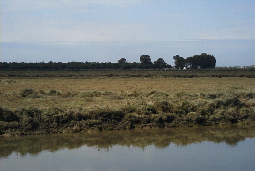 2004-04-14-044-Salt-marshes