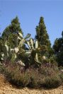 2004-04-14-049-Prickly-pear-in-flower