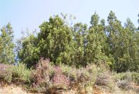 2004-04-14-050-Lavender-and-pine