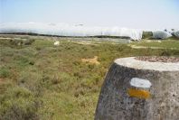 2004-04-14-053-Nectarine-orchards