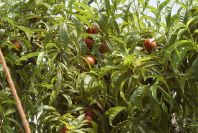 2004-04-14-054-Nectarine-orchards