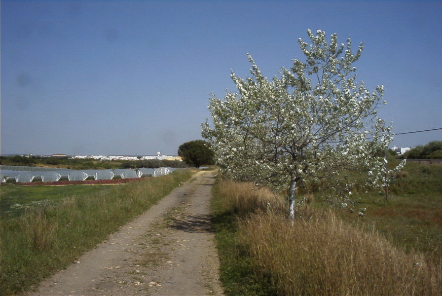 2004-04-14-056-Unknown-silver-tree