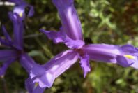 2004-04-15-002-Iris