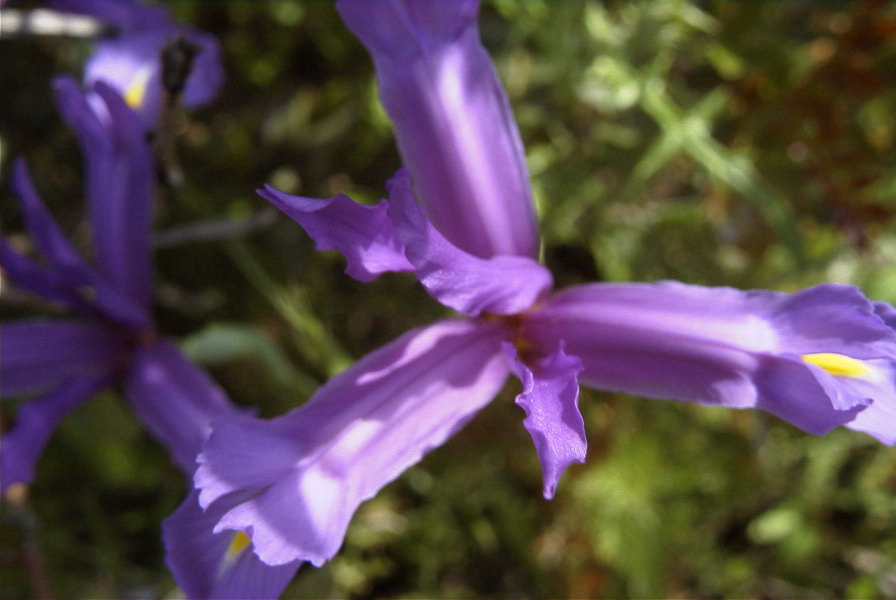 2004-04-15-002-Iris