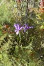 2004-04-15-004-Iris