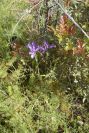 2004-04-15-005-Iris