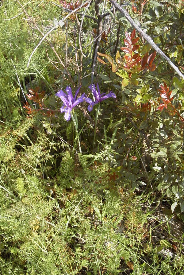 2004-04-15-005-Iris