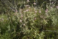 2004-04-15-006-Phlomis