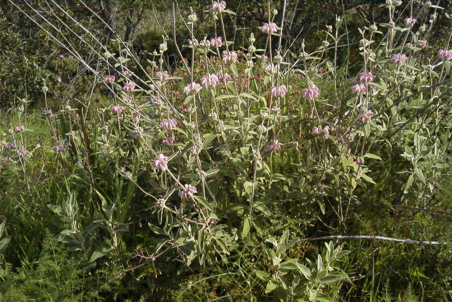 2004-04-15-006-Phlomis